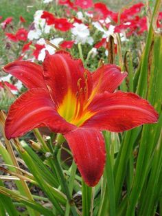 a red and yellow flower in the middle of some green grass with other flowers behind it