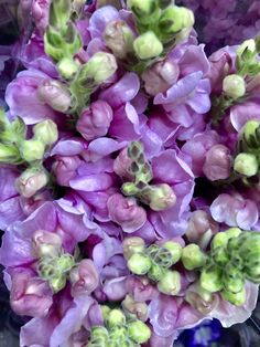 purple and green flowers are in a vase