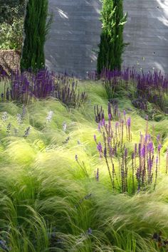 purple flowers and green grass in front of a concrete wall with trees on the other side