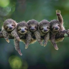 three baby sloths hanging from a tree branch