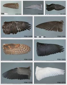 several different types of wings are shown in this image, and each one has its own wing