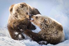 two brown bears are playing in the snow