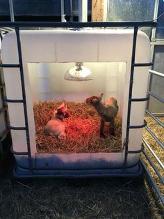 two baby lambs sitting in a cage with hay and straw on the floor next to a lamp