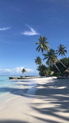 a beach with palm trees and white sand