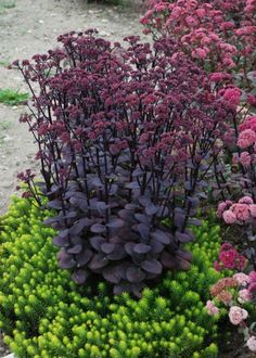 purple and green plants are growing in the ground next to each other, along with pink flowers