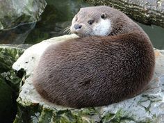 an otter sleeping on top of a rock