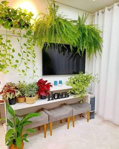 a living room filled with lots of potted plants next to a flat screen tv