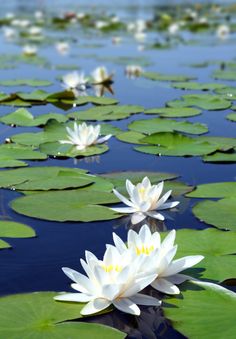 two white water lilies floating on top of lily pads