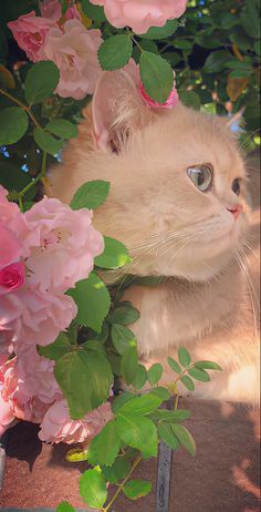 1️⃣ Flower Iphone Wallpaper, Cute Cat Wallpaper, Cat Flowers, Cute Cats Photos, Cat Aesthetic, Cute Animal Photos, Cat Wallpaper, Pretty Cats, Scenery Wallpaper