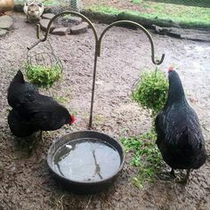 two black chickens standing next to each other near a water bowl and an umbrella stand