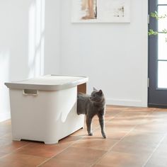 a gray cat standing next to a white box