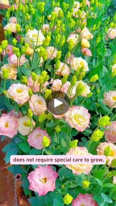 pink and yellow flowers in a garden with green leaves on the bottom right hand corner, which says does not require special care to grow