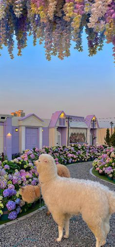 two llamas are standing in the middle of a flower garden with purple and white flowers