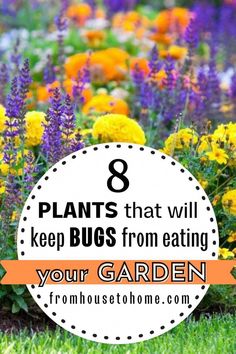 colorful flowers with text overlay that says 8 plants that will keep bugs from eating your garden