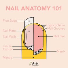 Natural Nail Care, Nail Bed, Tech School, Nail Plate, Some Questions, The Matrix, Nail Tech, Natural Nails