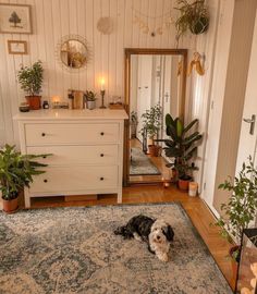 a black and white dog laying on top of a rug in a living room next to a dresser