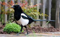 a black and white bird is standing on the ground