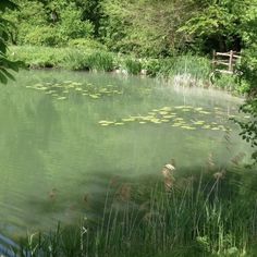 the pond is full of water lilies and green plants in it's natural habitat