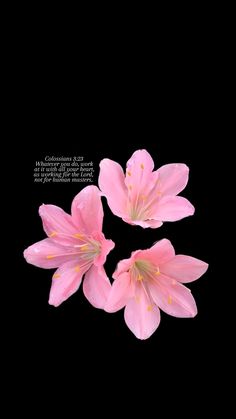 three pink flowers on a black background with a quote written in the bottom right corner