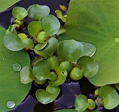 green leaves floating on top of water in a pond