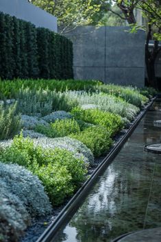 an outdoor garden with plants and water running down the side walk, surrounded by concrete walls