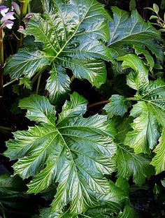 a plant with green leaves and purple flowers