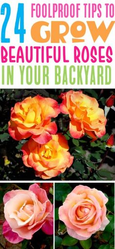 flowers with the words, 24 foolroof tips to grow beautiful roses in your backyard