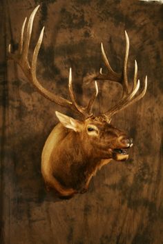 a deer's head mounted on the wall