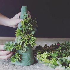 two hands are placing plants in a vase