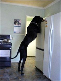 a large black dog standing on its hind legs in front of an open refrigerator door