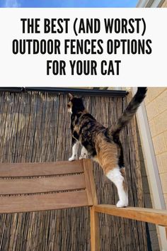 a cat standing on top of a wooden bench with text overlay reading the best and worst outdoor fence options for your cat