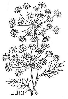 an ink drawing of a plant with leaves and flowers