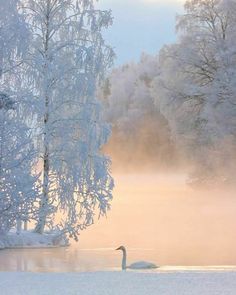 a swan is swimming in the water near some snow covered trees and ice - covered branches