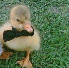 a duck wearing a bow tie sitting in the grass