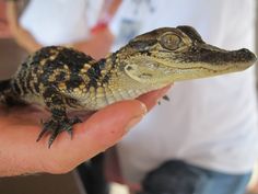 a small alligator sitting on top of a persons hand