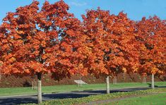 several trees with orange leaves are lined up on the side of a road in front of a grassy field