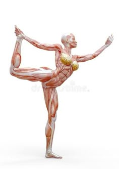 the human figure is doing yoga exercises with muscles highlighted in red and white colors on a white