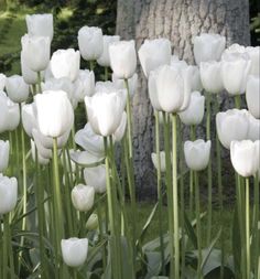 many white tulips are growing in the grass near a tree and some trees