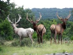 three elk are standing in the grass near some trees and bushes, with one looking at the camera