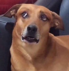 a brown dog sitting in the back seat of a car looking up at the camera