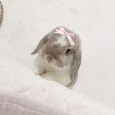 a small rabbit sitting on top of a bed