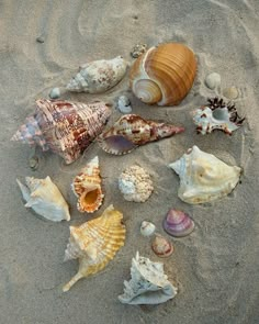 many different seashells are laying on the sand