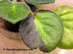 a plant with green leaves in a pot