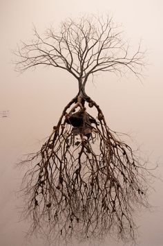 a tree with no leaves on it is reflected in the water and has its roots exposed