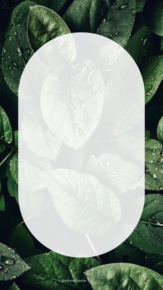 green leaves with water drops on them and a white circle over the top that says,