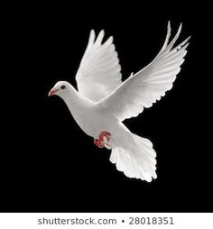 a white dove flying in the air with its wings spread out and it's red beak