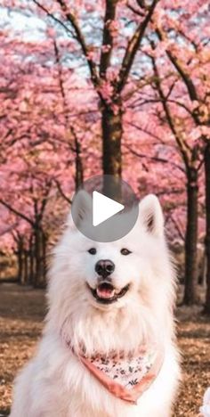 a white dog sitting on top of a field next to trees with pink flowers in the background