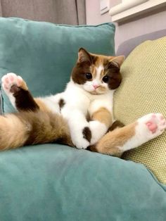 a brown and white cat laying on top of a blue couch with its paws in the air