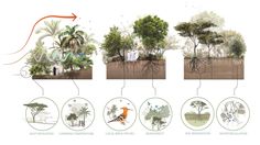 an illustrated diagram shows the different stages of trees and how they have grown in them