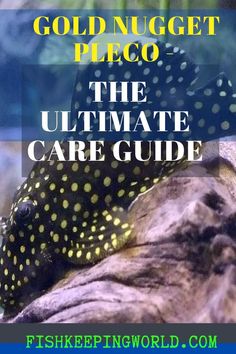 the ultimate care guide for gold nugget pleco